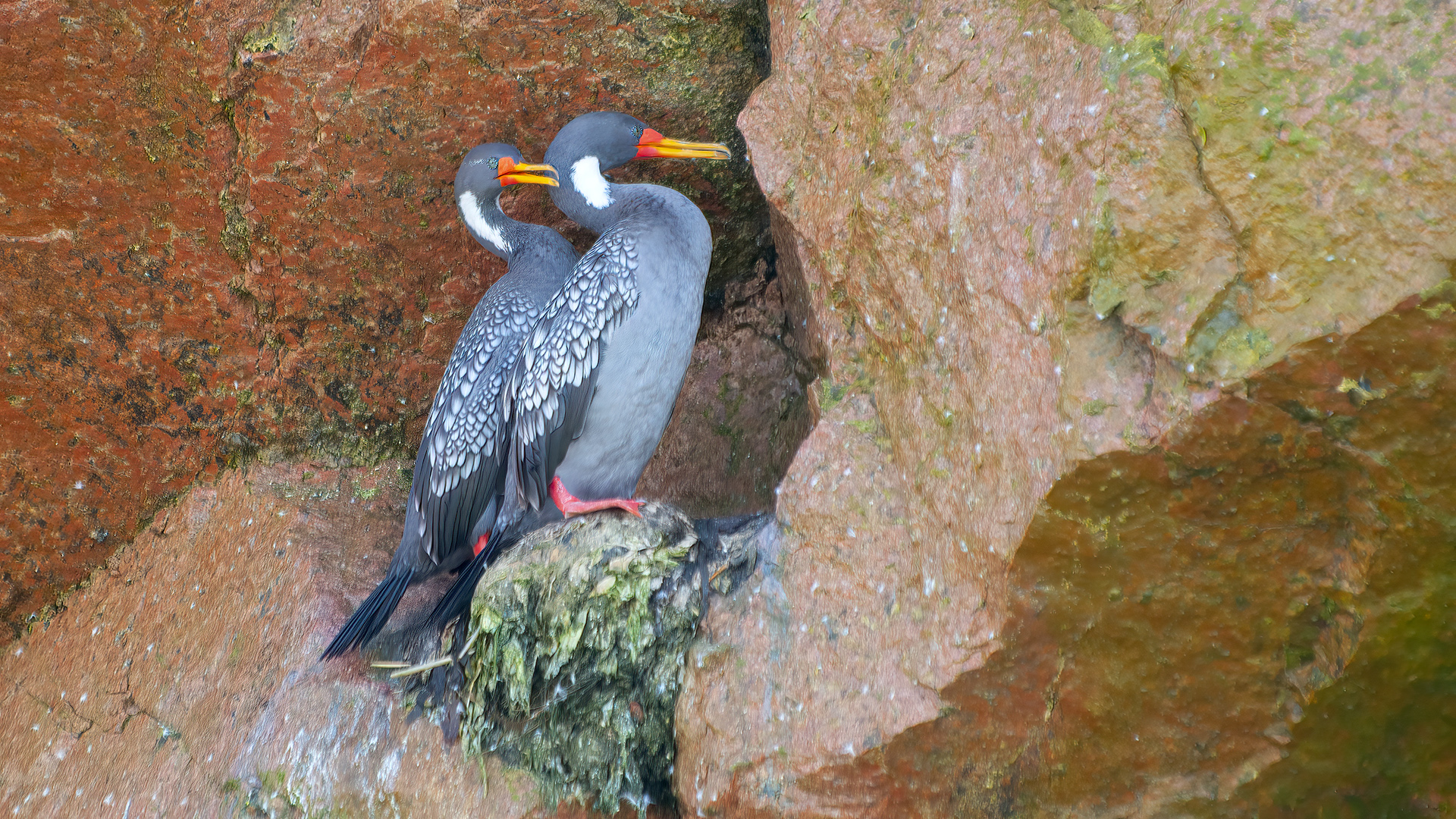 Red-legged Cormorant — Ana fotoğraf
